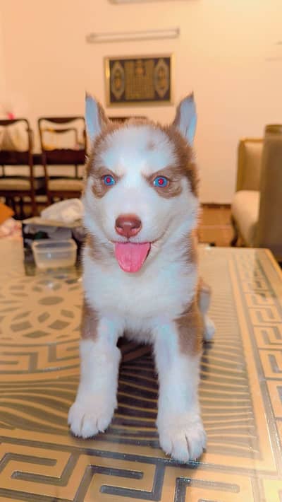 Triple coat Siberian husky for sale