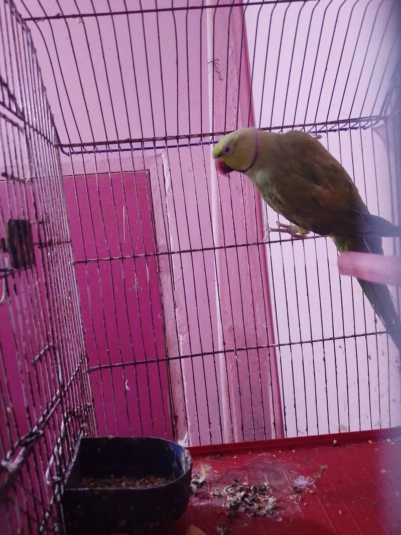 ringneck talking 0