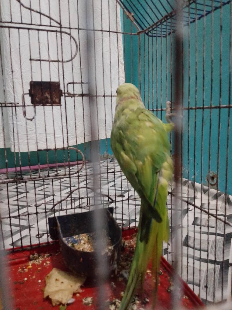ringneck talking 1