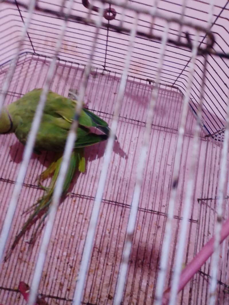 ringneck talking 2