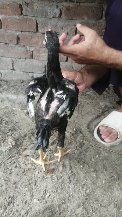 Top quality ke chicks available aseel male and female