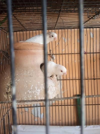 Paroots Pair