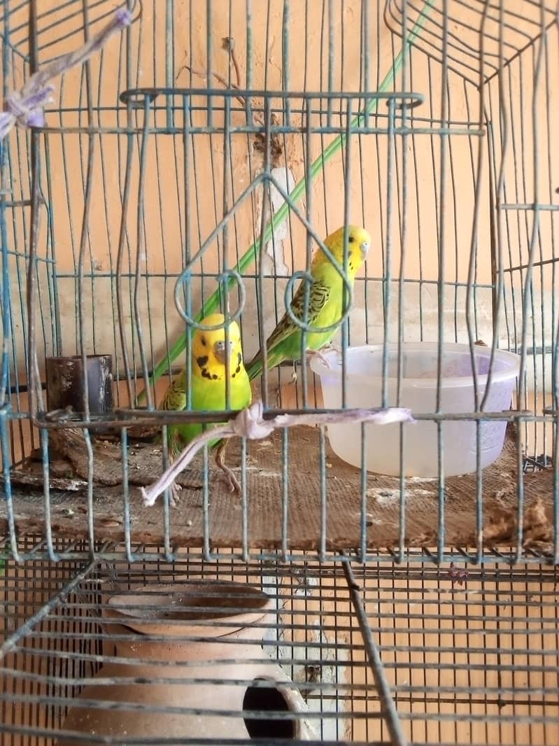 Paroots Pair 5