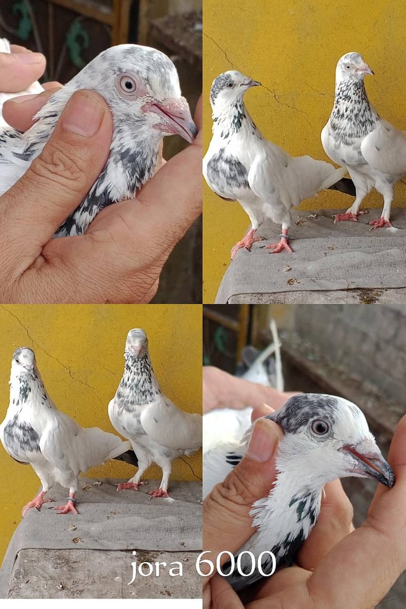 pigeons 0