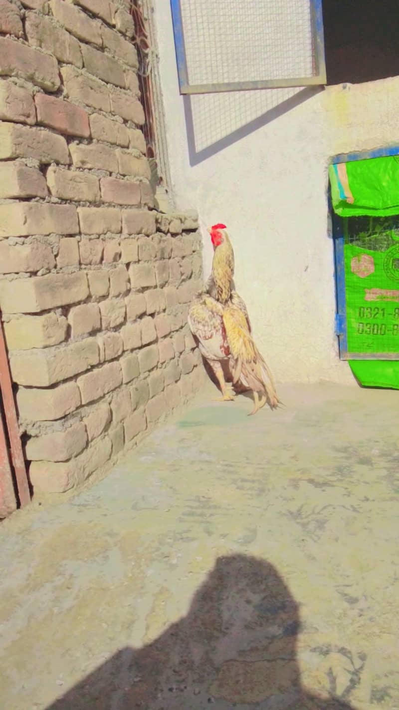 pakistan 1