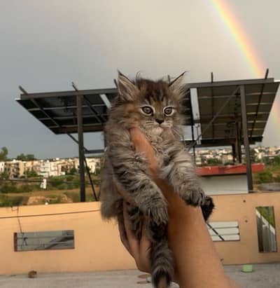 Persian cat for sale