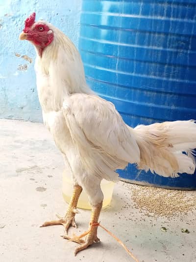 خالص سفید اسیل مرغا | White Aseel Rooster | صحت مند اور ایکٹو