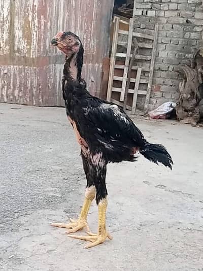 King O Shamo chicks parrot beak madi