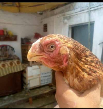 King O Shamo chicks parrot beak madi