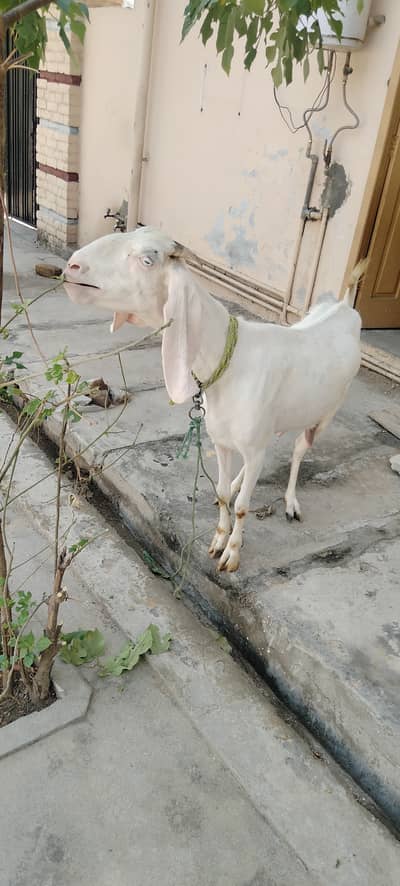 Female Goat for sale
