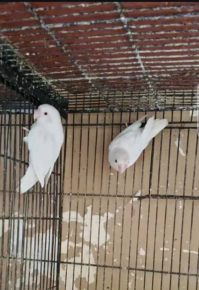 lovebirds full white pair forsale