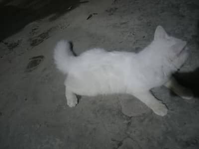 Persian cat