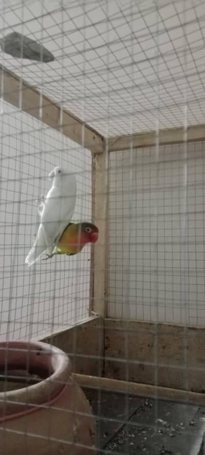 breeder pair or ek single h