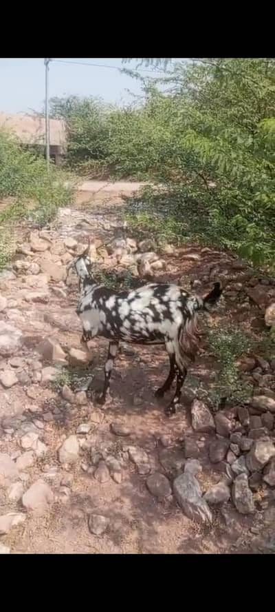 gaban goat for sale