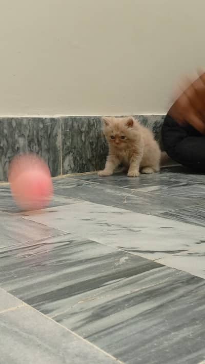 Kittens