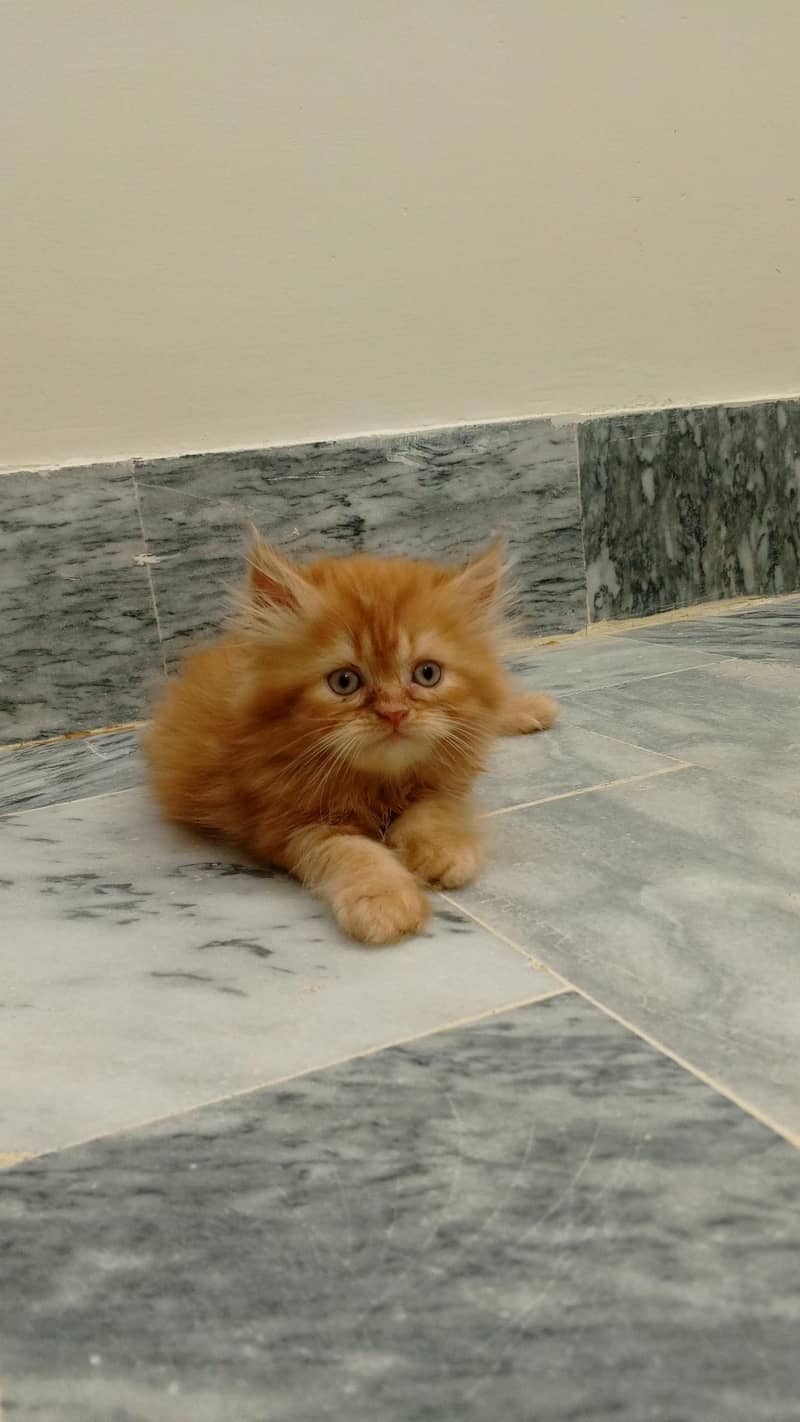 Kittens 1