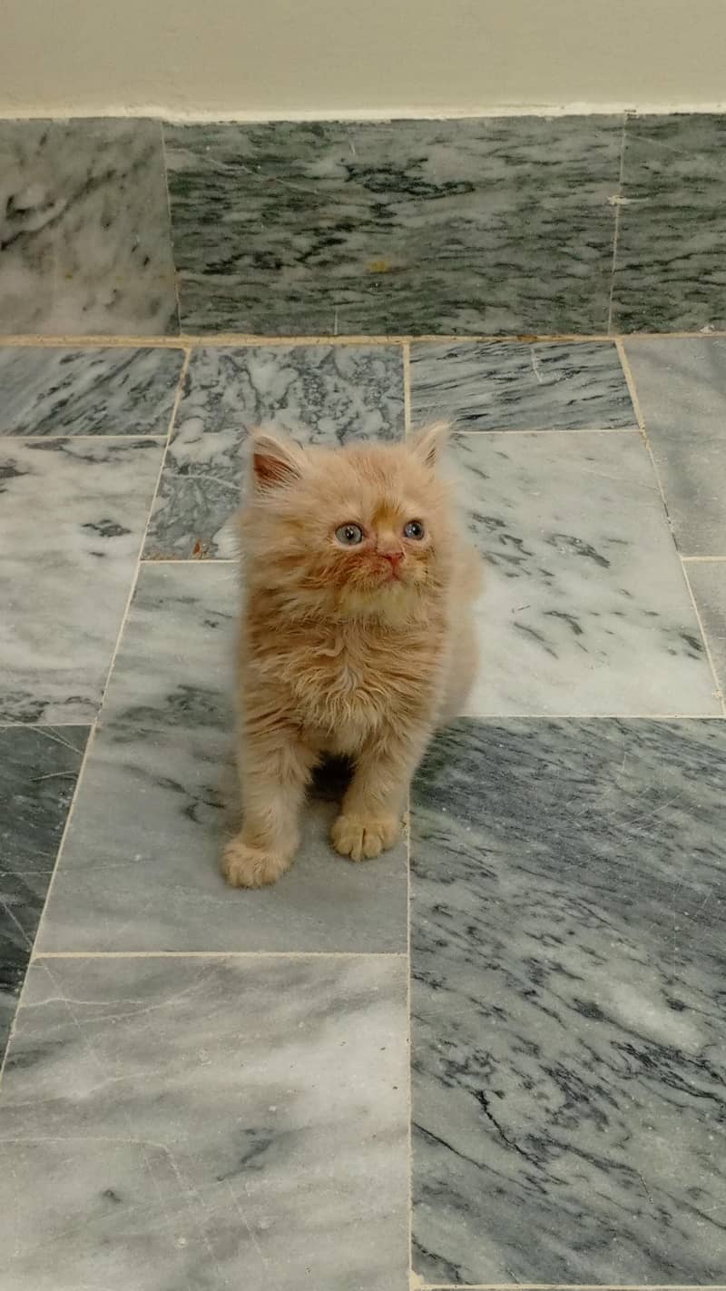 Kittens 2