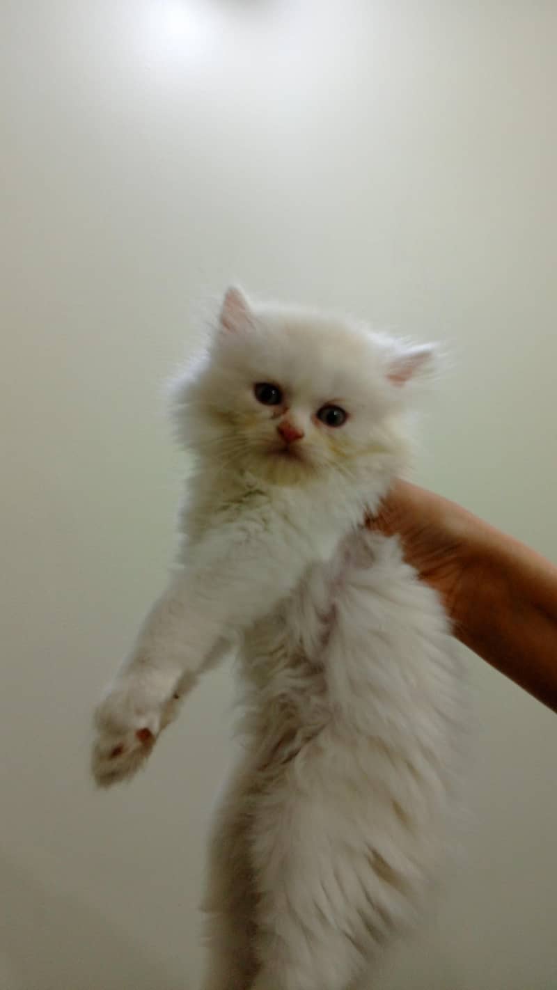 Kittens 3