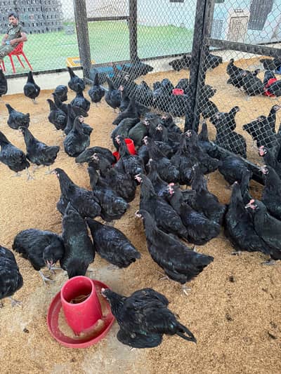 AOA lemon black murgi available for sale egg  starter good quality