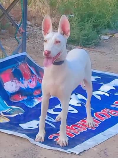 pure kuhati gultair female pink nose blue eyes healthy and active
