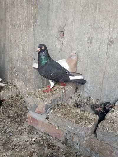 2 pair pigonn