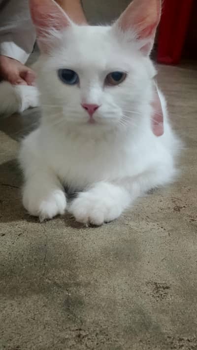 Persian cat