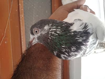 kaboter 0302 7017040