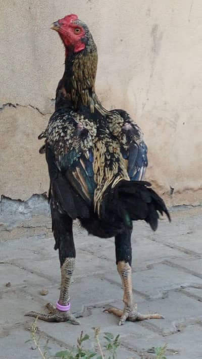 برمی پلس بکوایا