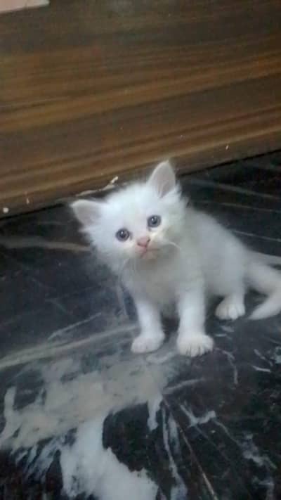 tripal coated kittan