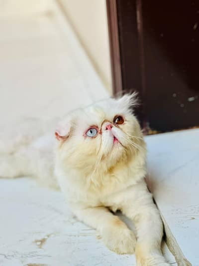 PIKKI FACE MALE CAT AVAILABLE