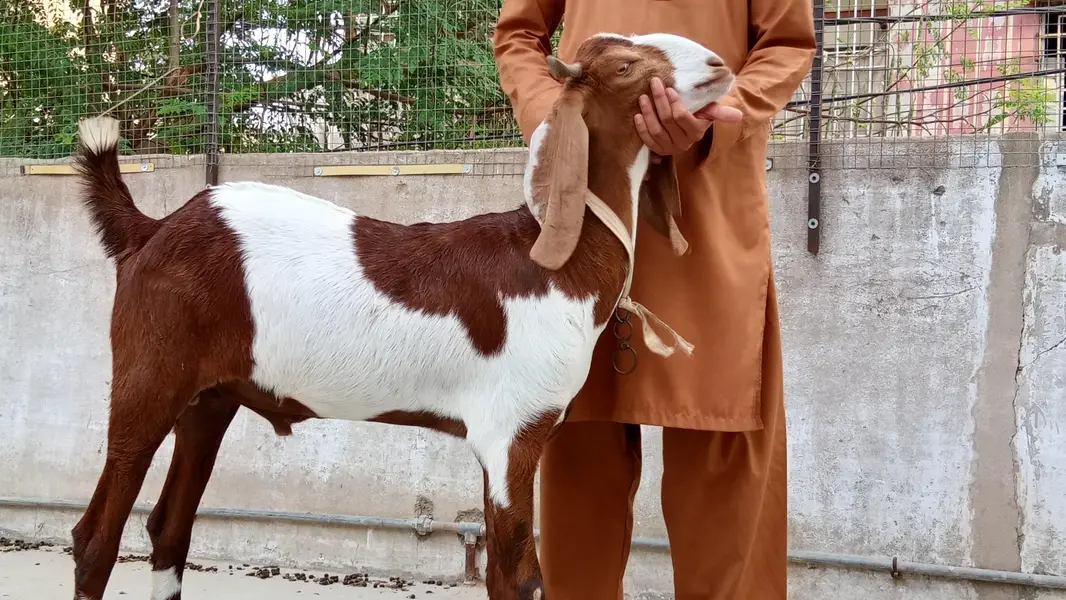 2 dant khassi Bakra pese fnf no kami — photo 2