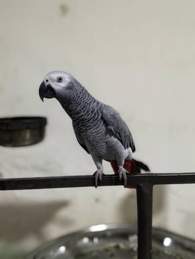 African Grey Female For Sale