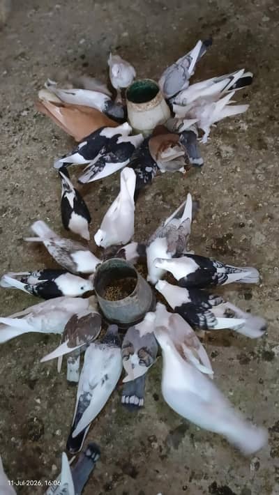 Sentinent Garman Tail females For Sale