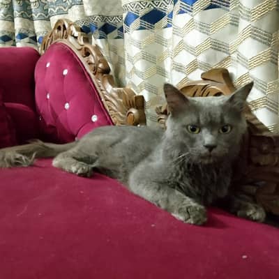 grey Persian male cat