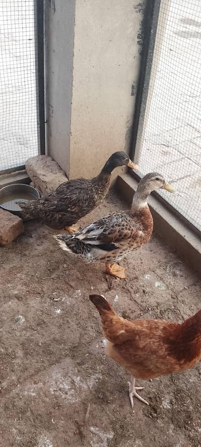 Breeder Pair of Ducks for Sale