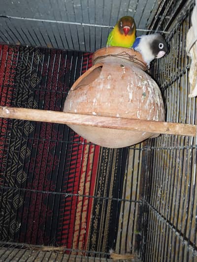 Lovebird bondeed pair forsale