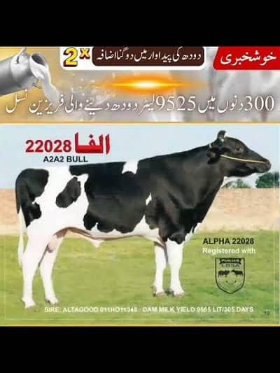 Chawaii wala Mulazim Dhere  ky leye