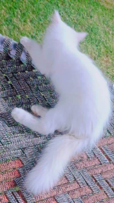 Pure White Triple-Coated Persian Kitten | Healthy & Playful