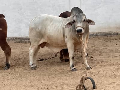 Grey Brahman Bull