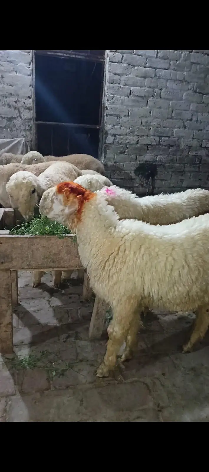 AA GOAT FARM