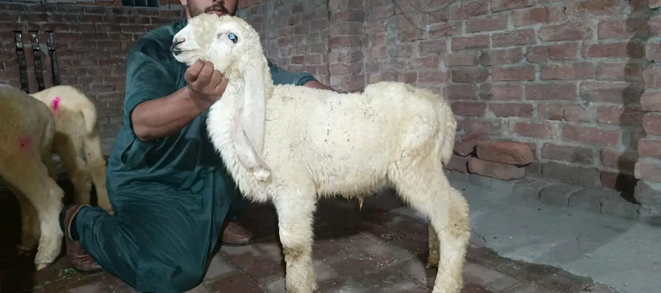 AA GOAT FARM — photo 3