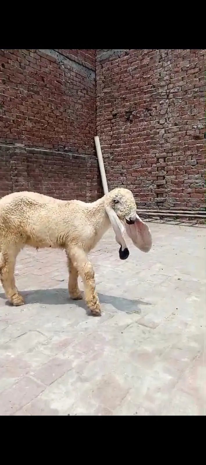 AA GOAT FARM — photo 4