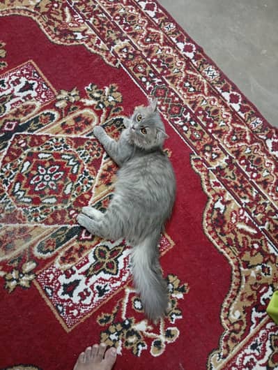 Grey Persian Male Cat for Sale – Healthy & Friendly