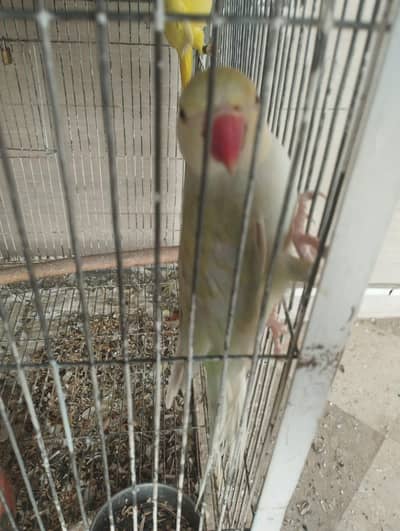 Rainbow ringnech female ready to breed