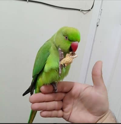 Talking Cute Parrot