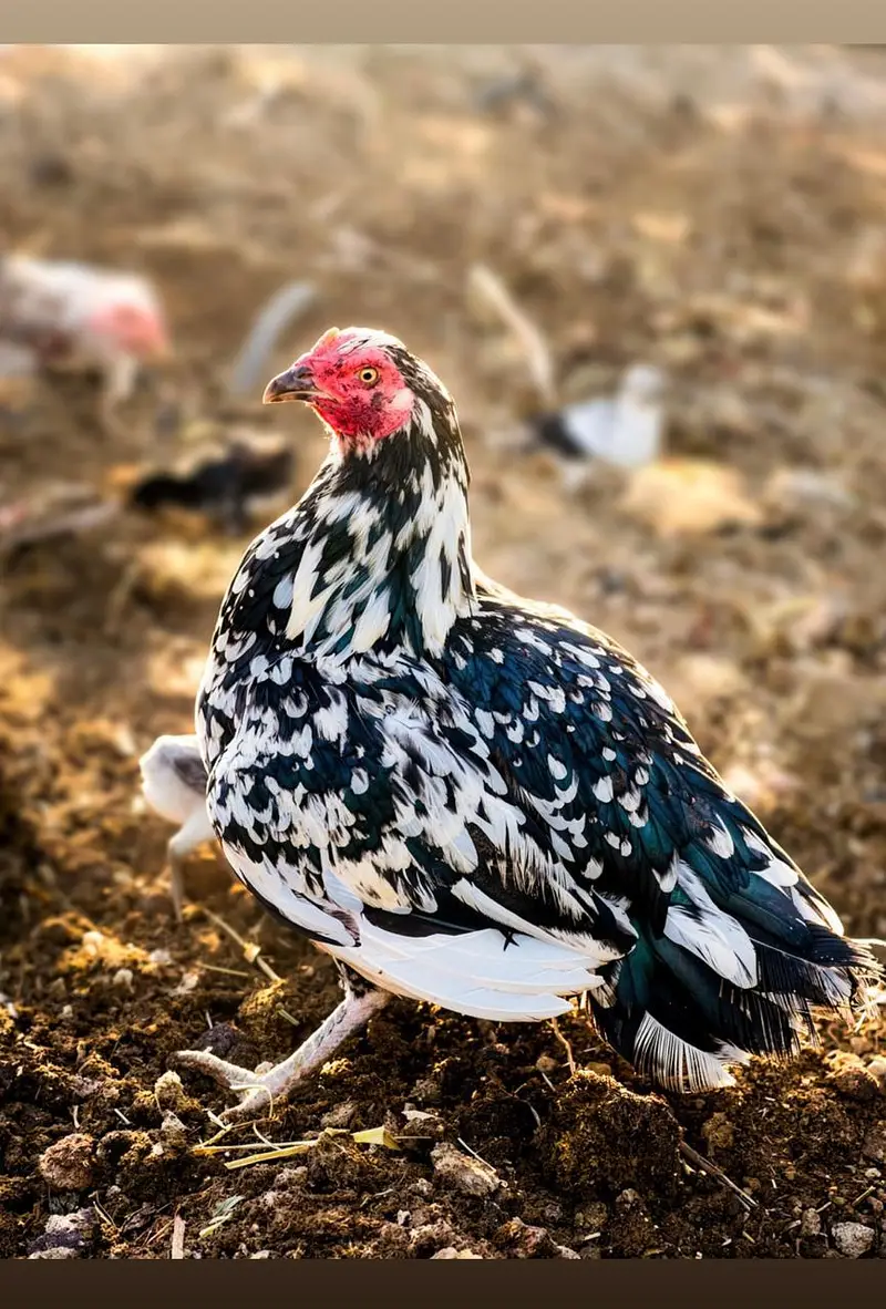 Pure Aseel Chicken Flock for Sale — photo 4