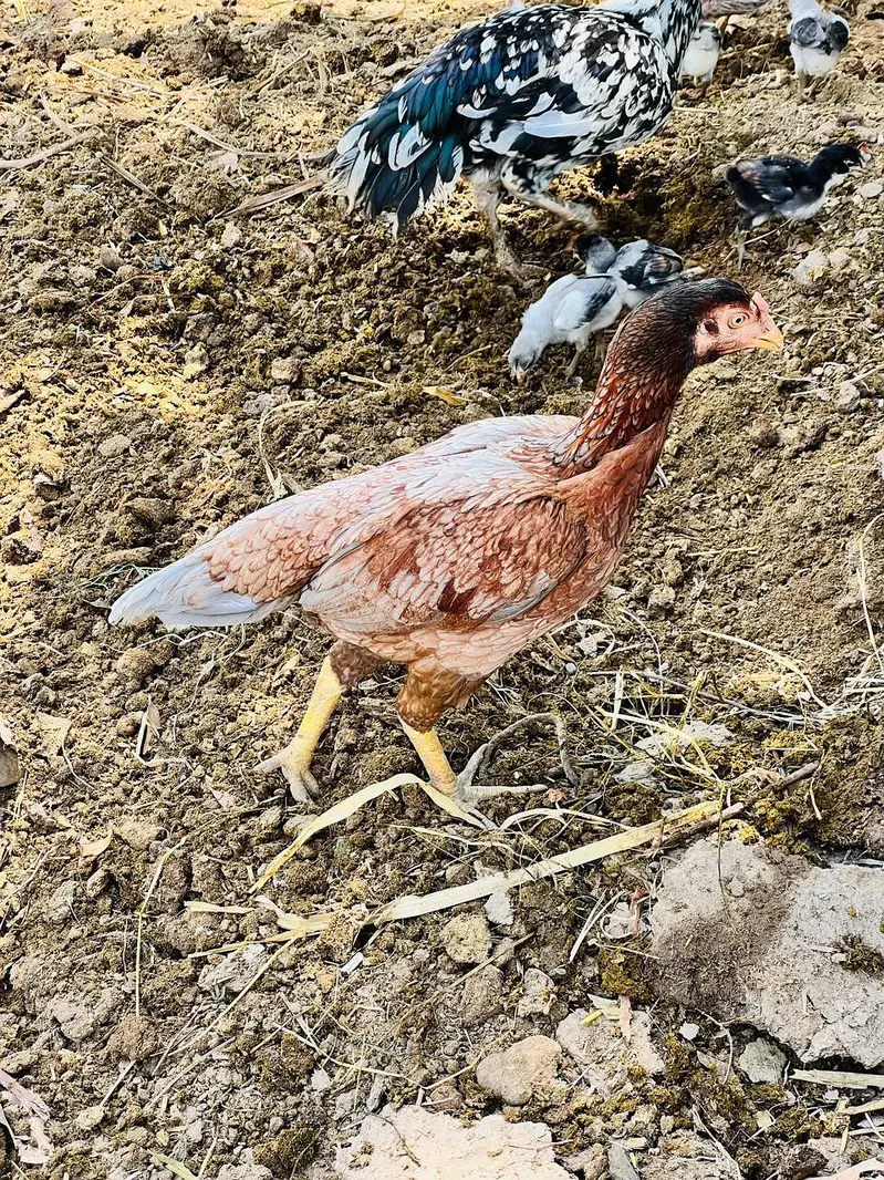 Pure Aseel Chicken Flock for Sale — photo 6