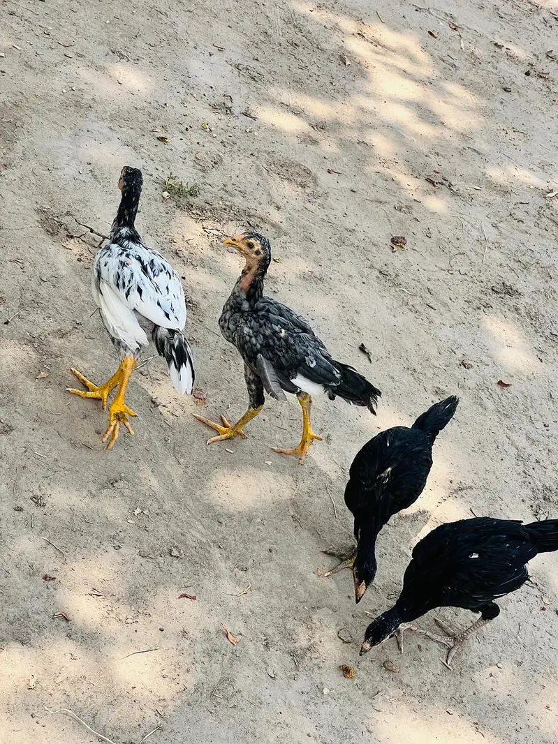 Pure Aseel Chicken Flock for Sale — photo 7
