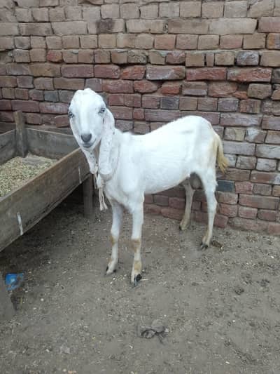 Fresh 2 dant Bakra