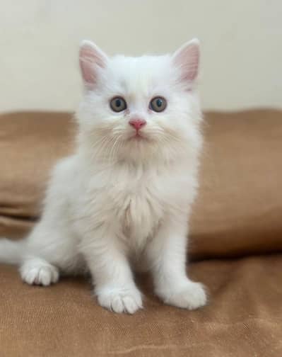 Persian White Kitten